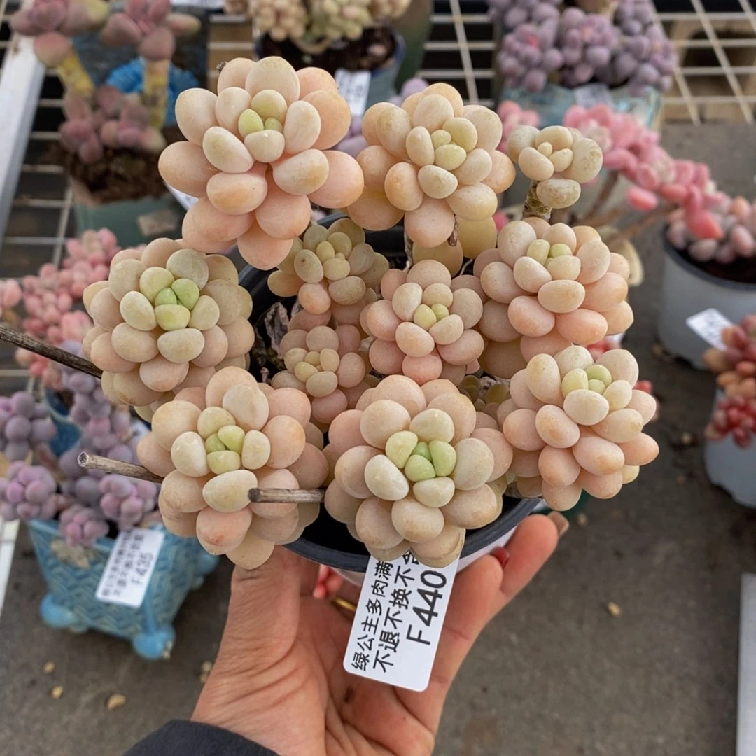 洛可可440/10cm多肉