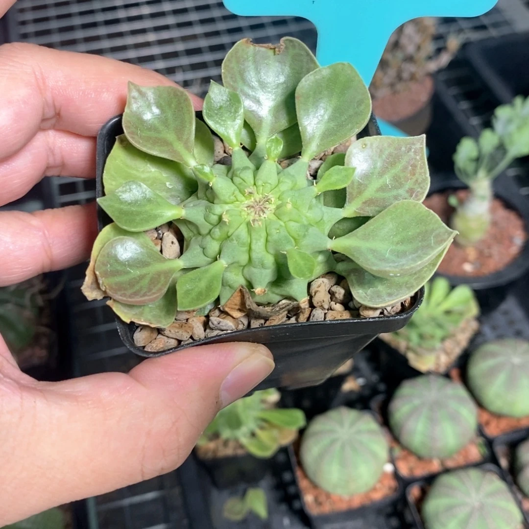 塔松大戟多肉植物