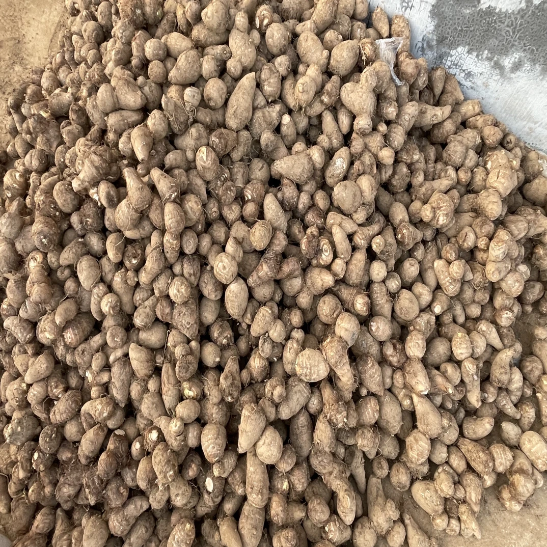 芋头母子 山东本地农家新鲜芋头山岭地芋头香糯牛奶芋头