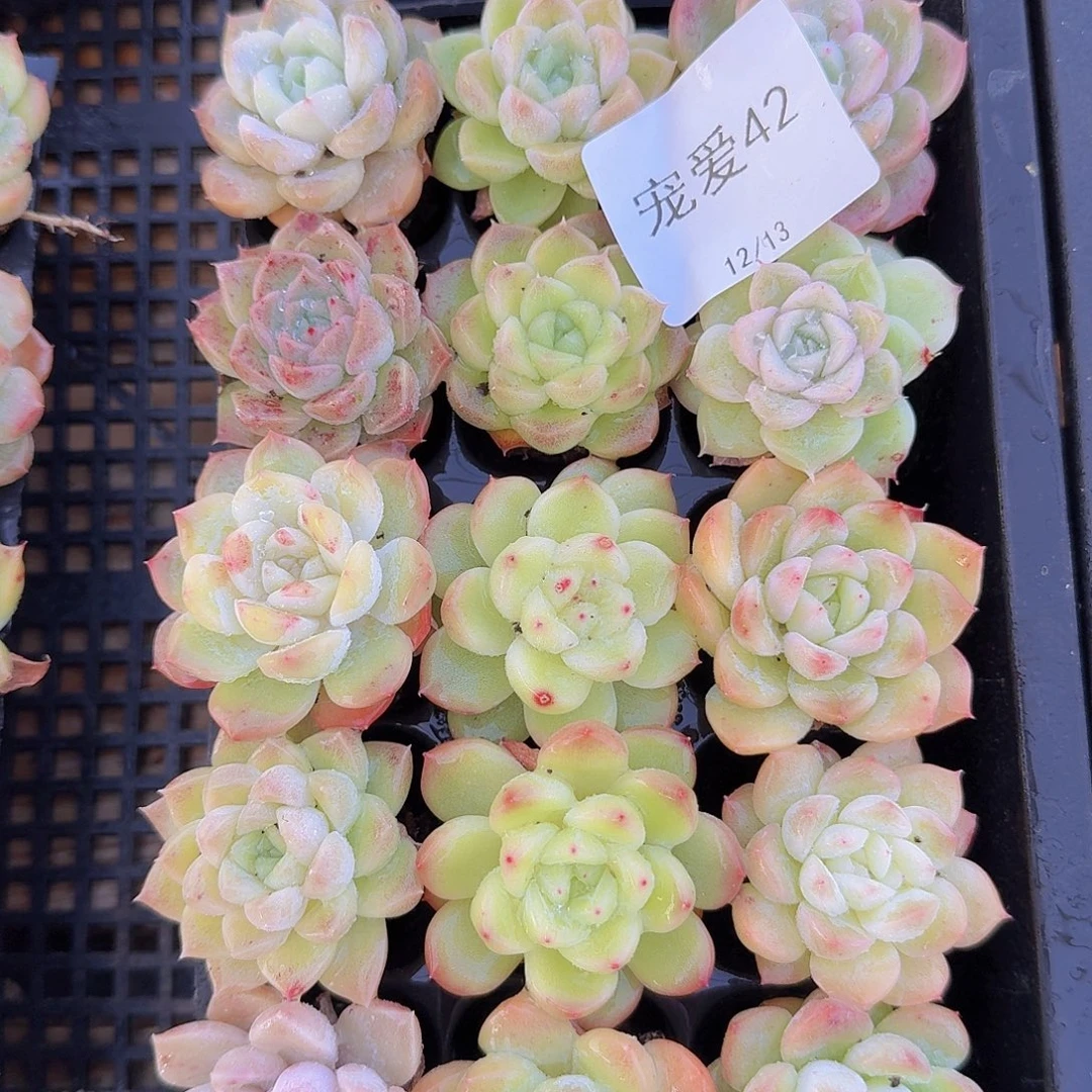 直播福利一物一拍42