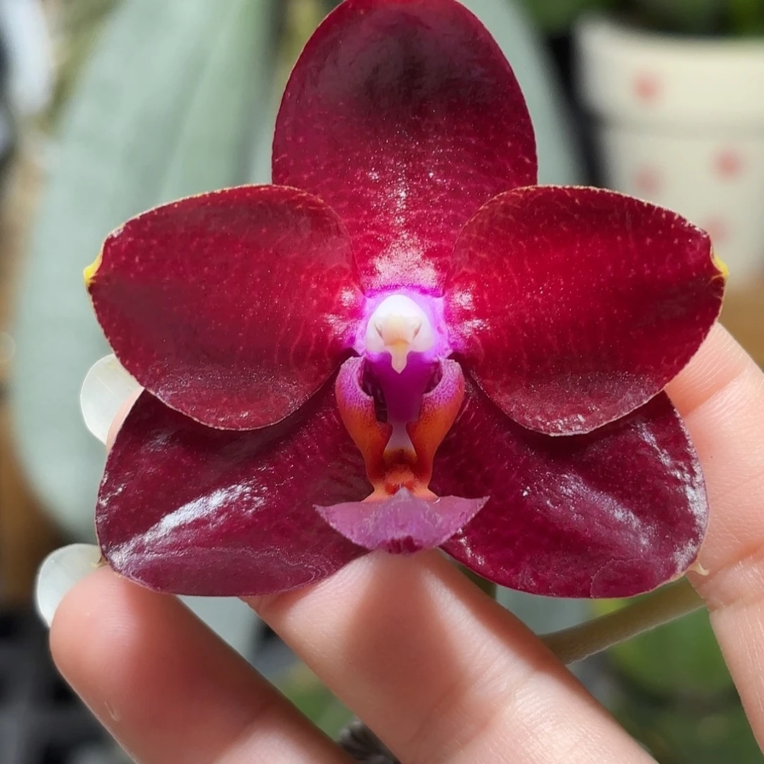 大部分开放少量花苞弥陀太阳国王