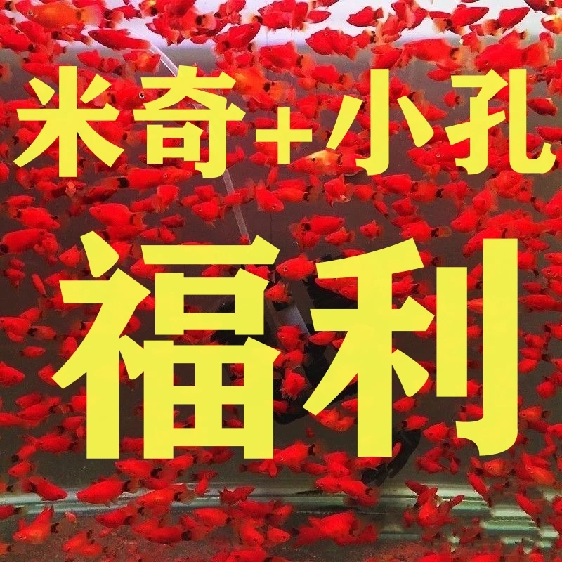 【福利】米奇+小孔 新手套餐新手好养 胎生鱼 观赏鱼
