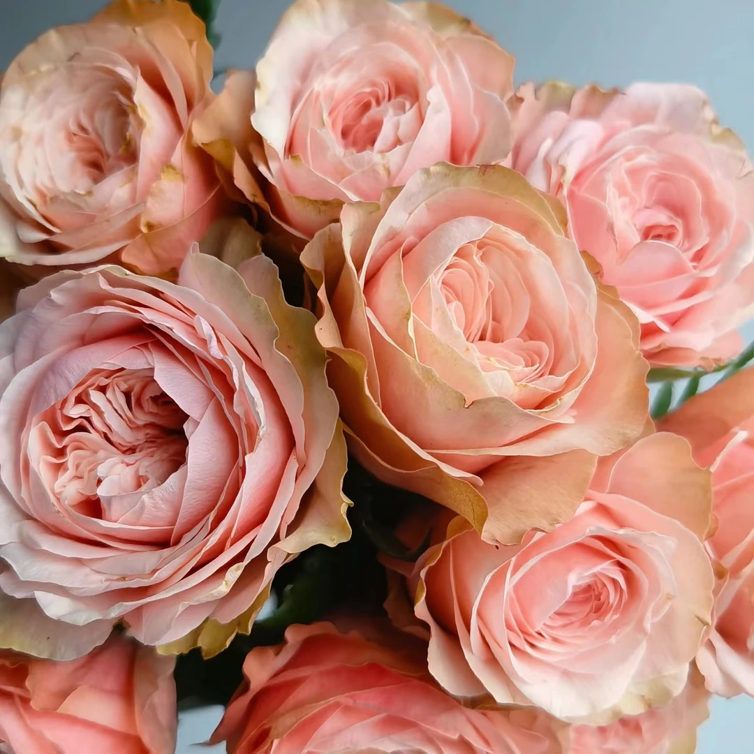 【轶1】卡哈拉18支+2支防损鲜切花玫瑰居家鲜花 收到花带包装醒花