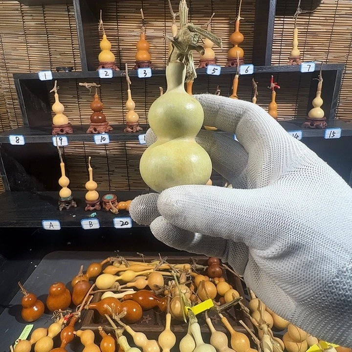 ****摇蚂蚁蚂蚁蚂蚁蚂蚁