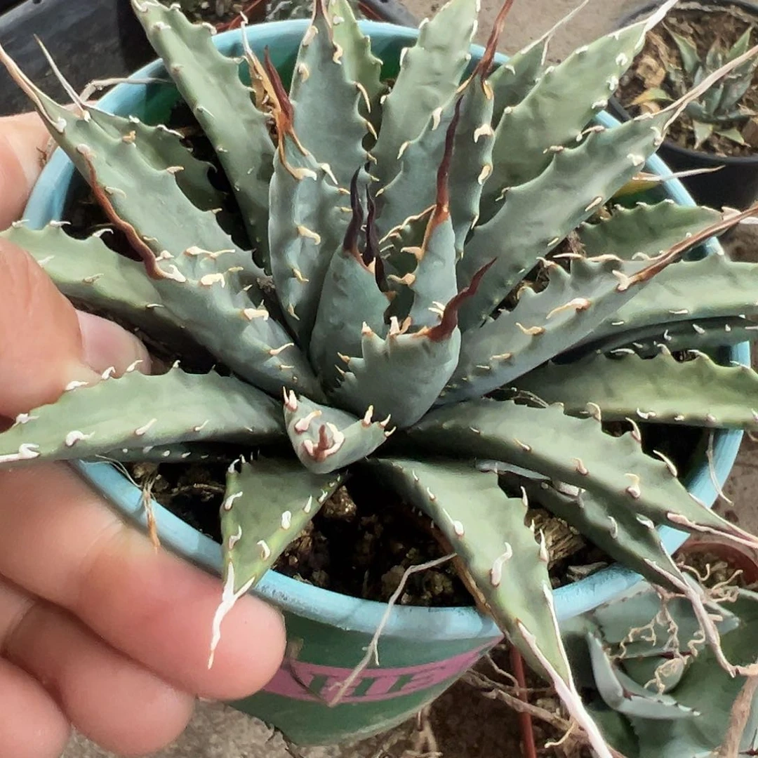 方*妖岩生长植物