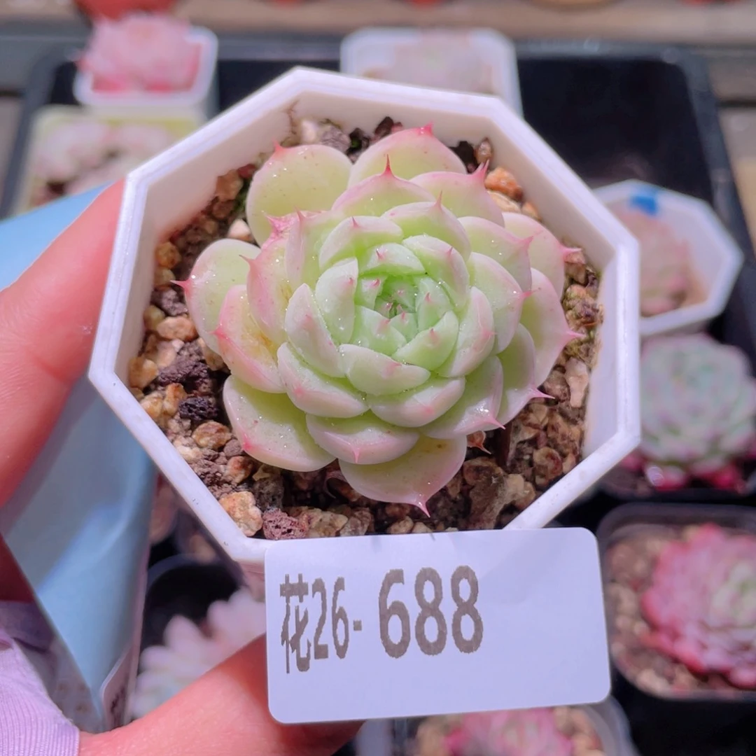 花利美28-688海王 微瑕