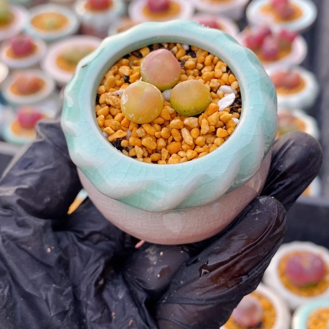 W*4999--一物一拍 带盆