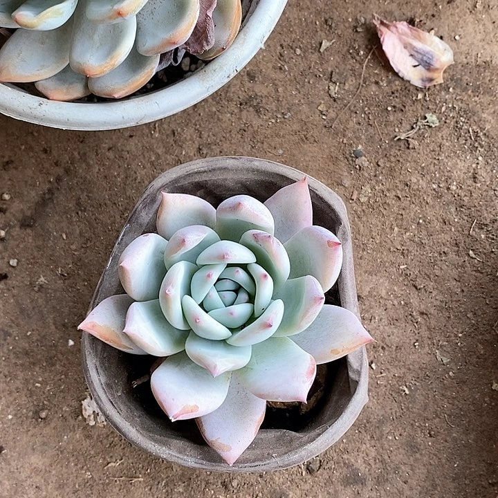 茶*1颗野卡一物一拍