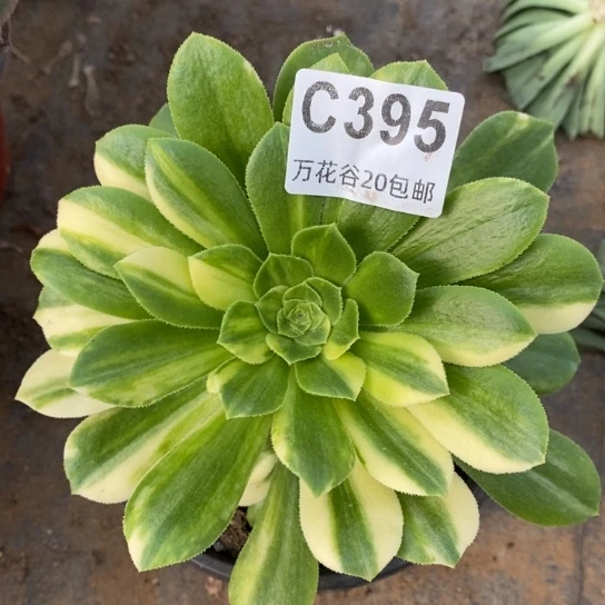 395七彩琉璃多肉植物