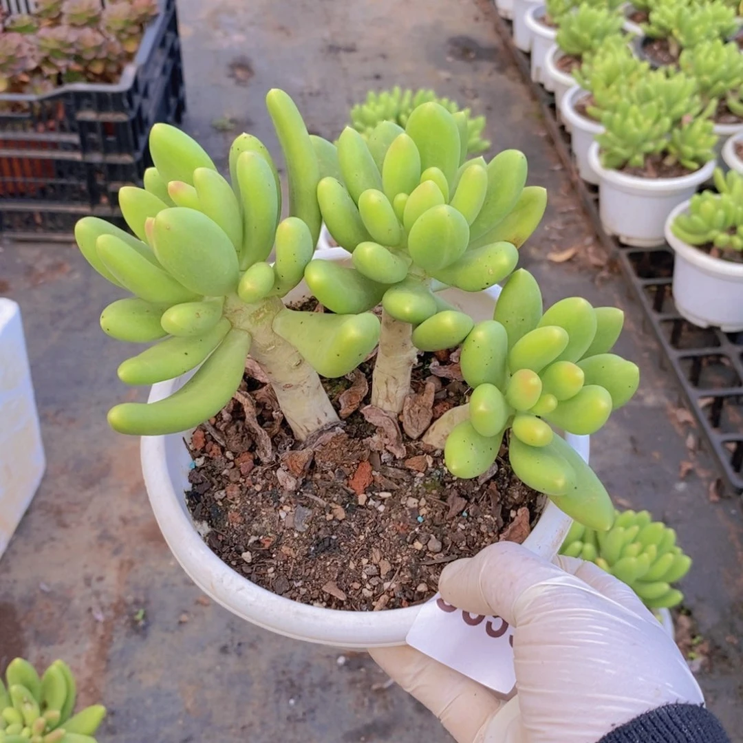 8359金蝉多头一物一拍