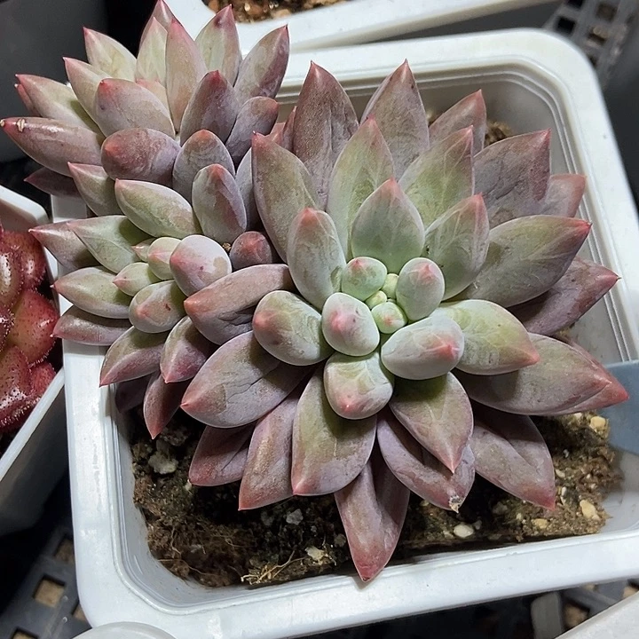 多肉植物红蜻蜓1827多肉