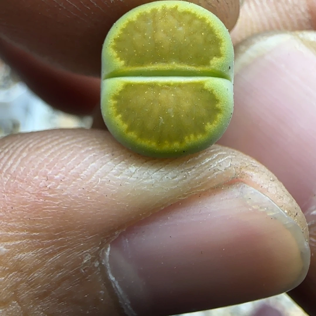 531 生石花大棚直播
