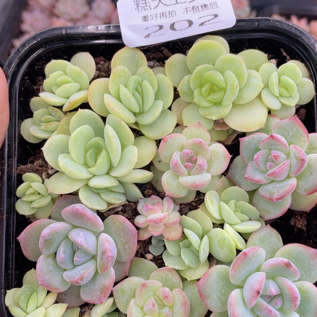 糕大上多肉植物202