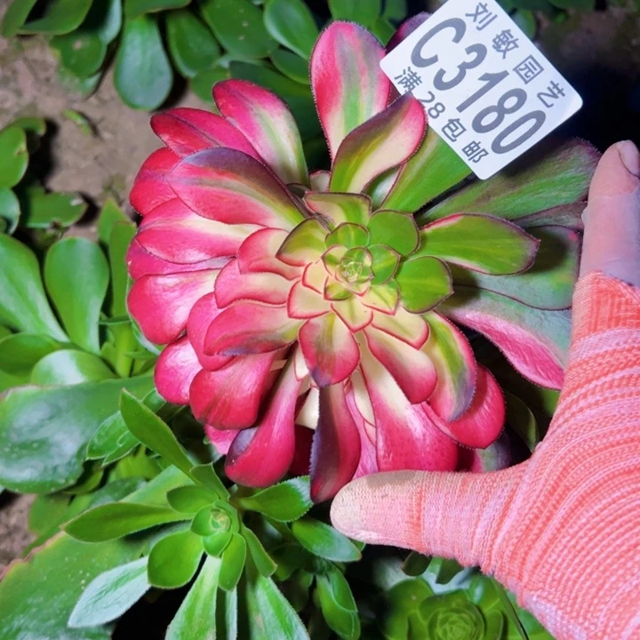 S****n3180多肉植物法师法师法师