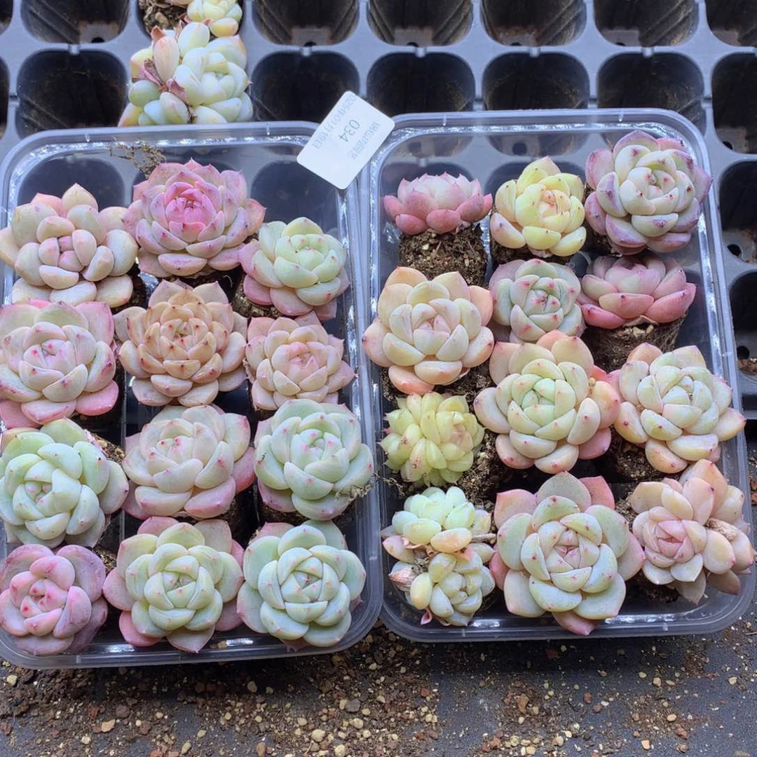 反反复复还是很开心034