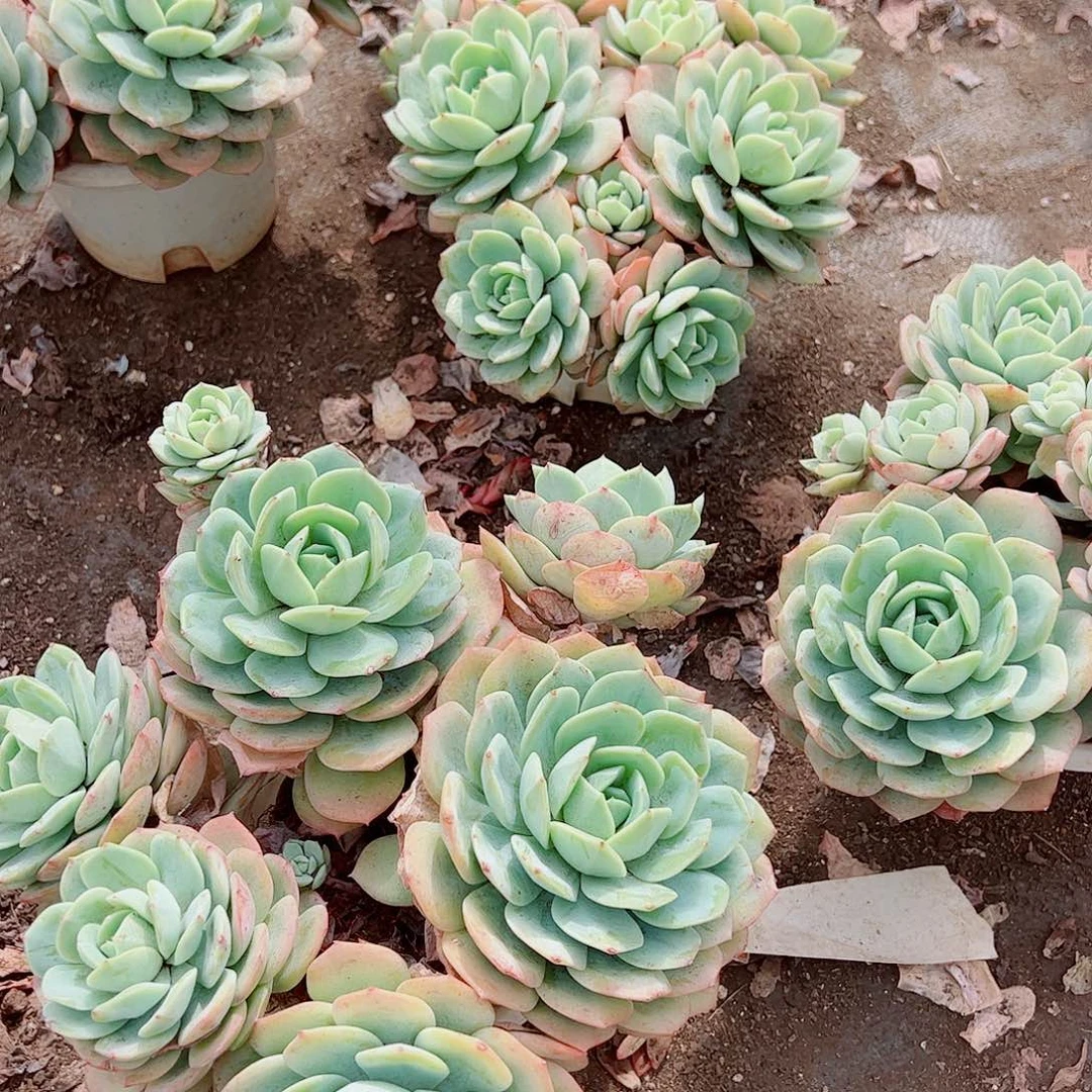 果冻恋曲多头群生精品