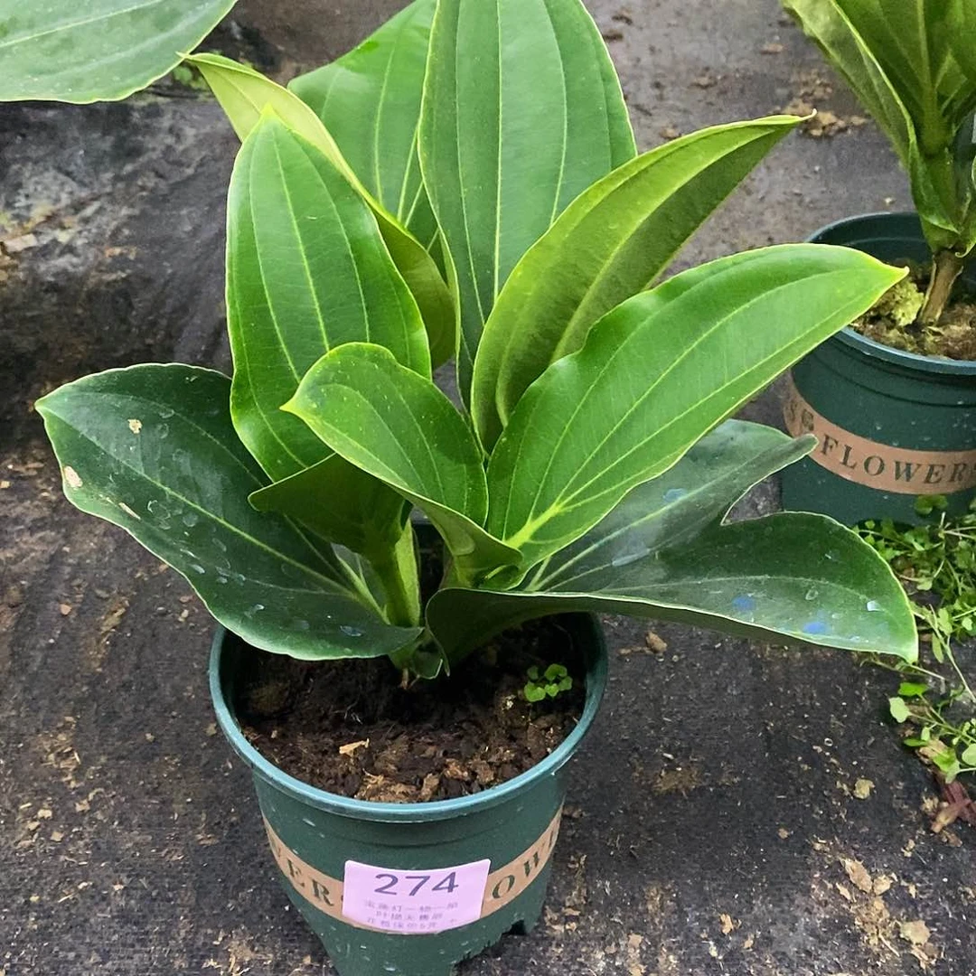 木本植物@*心木本花卉274