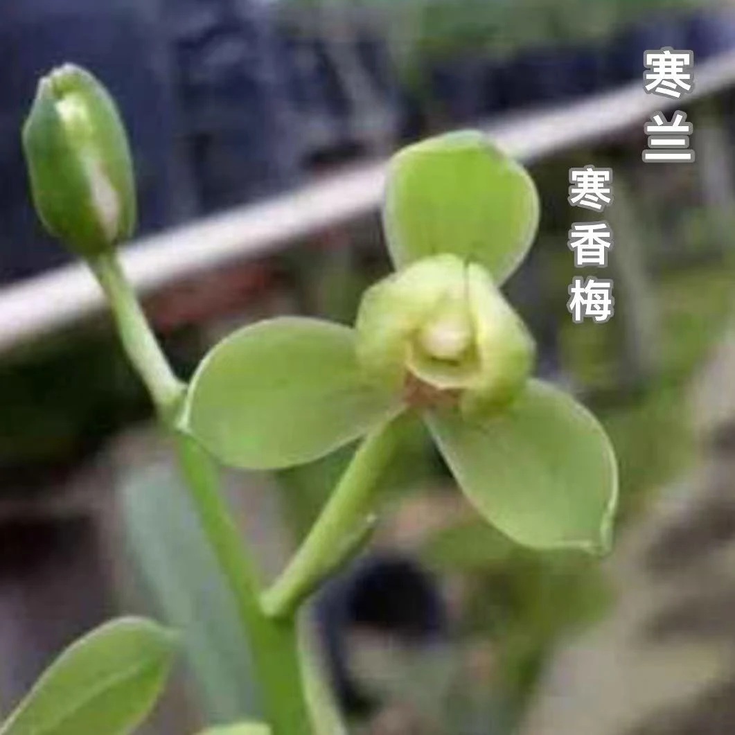 寒兰梅瓣【寒香梅】四季兰花室内绿植盆栽花卉