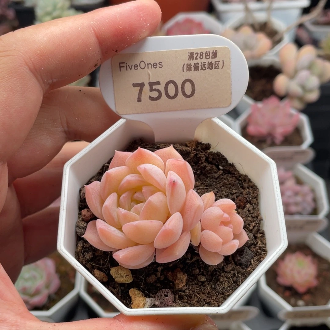 纯爱7500-5.0厘米