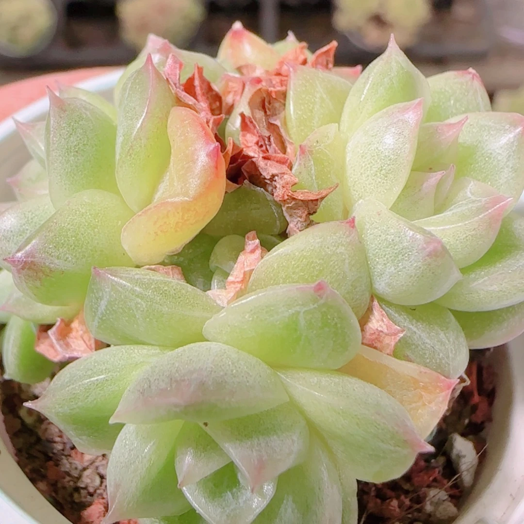 花语逸镜1105-271散