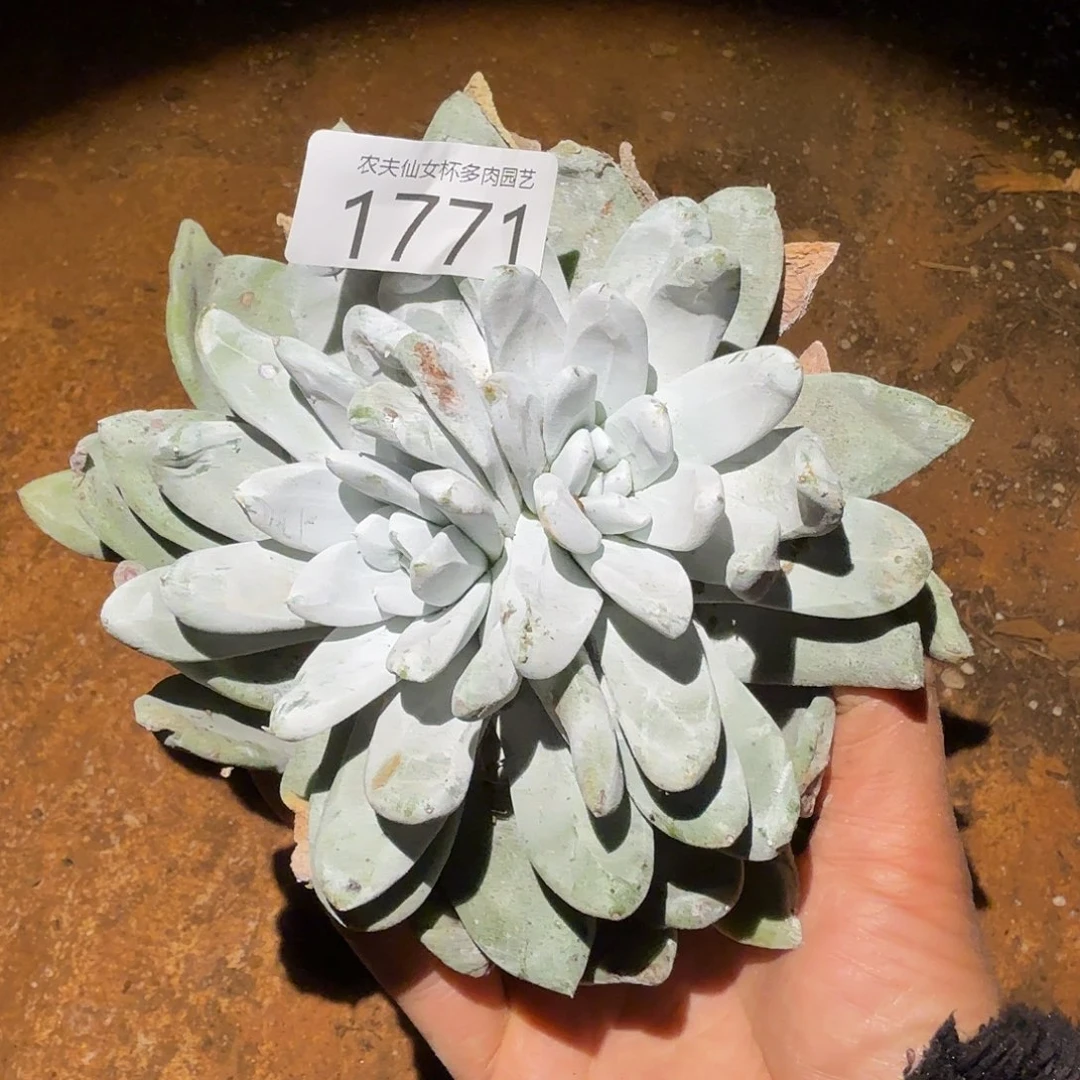 3代杂交仙女杯多肉福利处理瑕疵