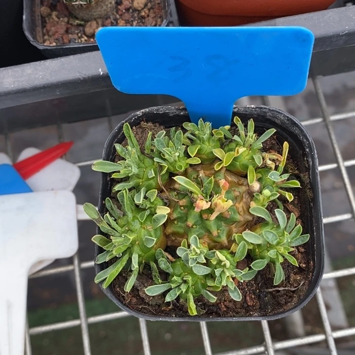 伯克利和格蕾纳等著名