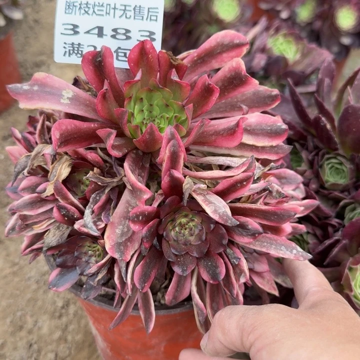 3483一号棚油画少女J