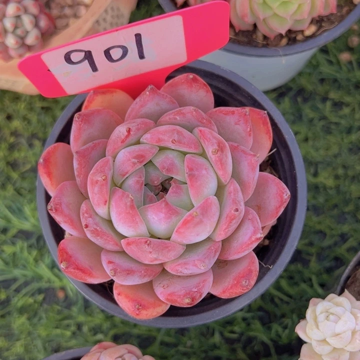 健健康康平平安安