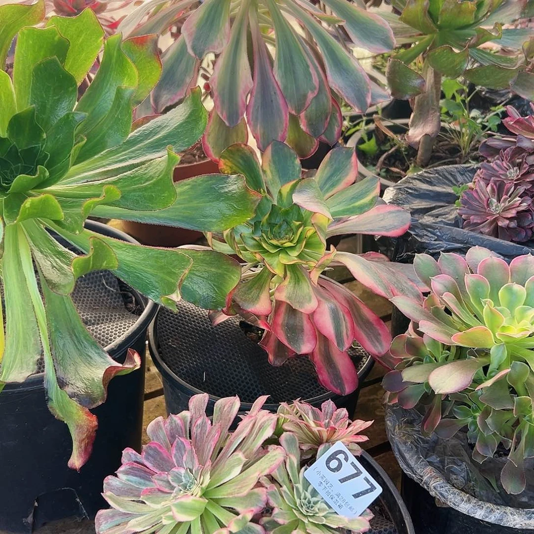 同花顺677多肉植物多肉植物