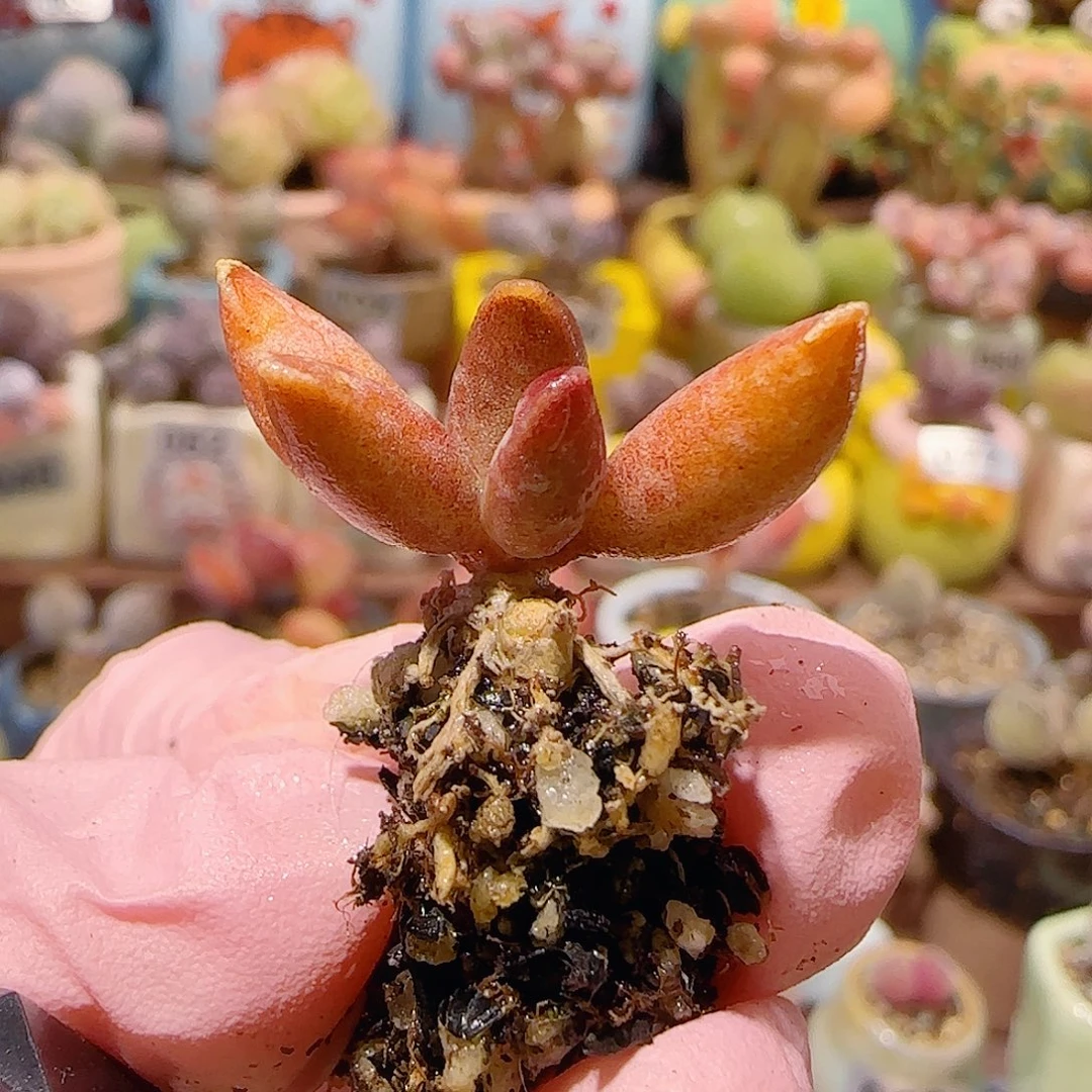 T可爱红蜻蜓盆口2cm