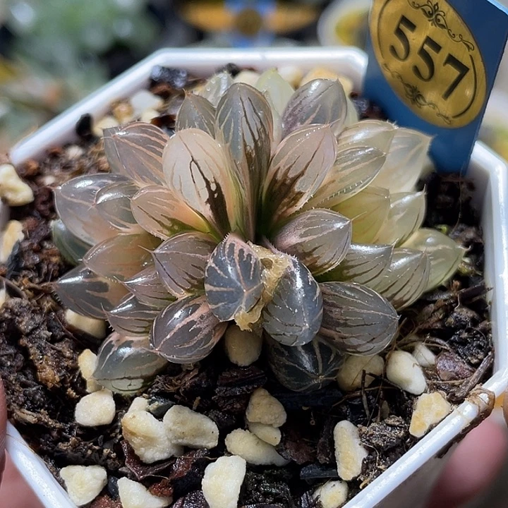 557双头糊斑霓虹灯锦