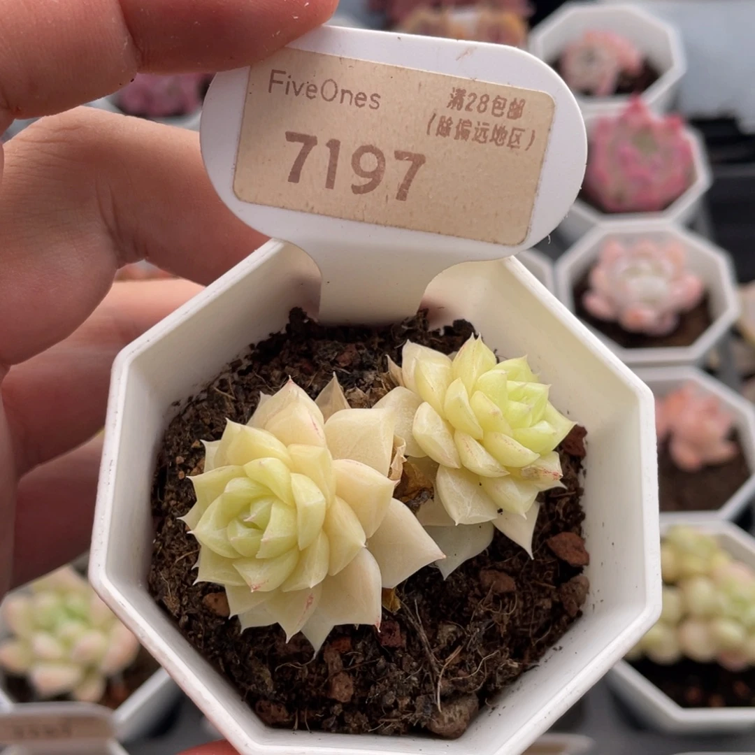 白天鹅7197-5.5厘米