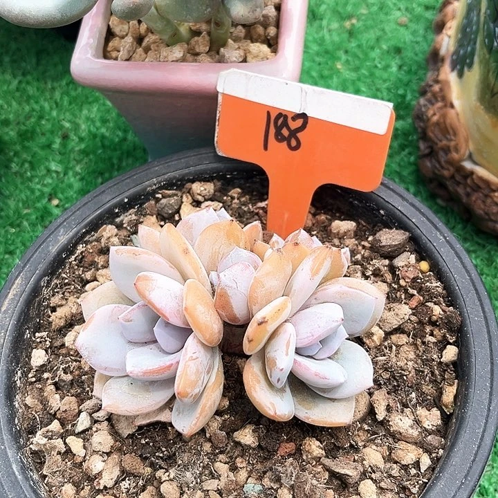 老***郭奶茶188号码牌子的