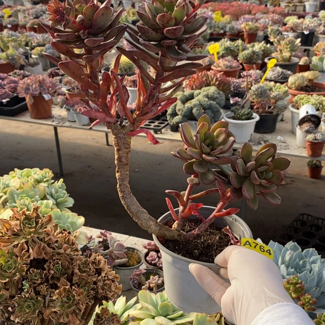 764花旦老桩一物一拍