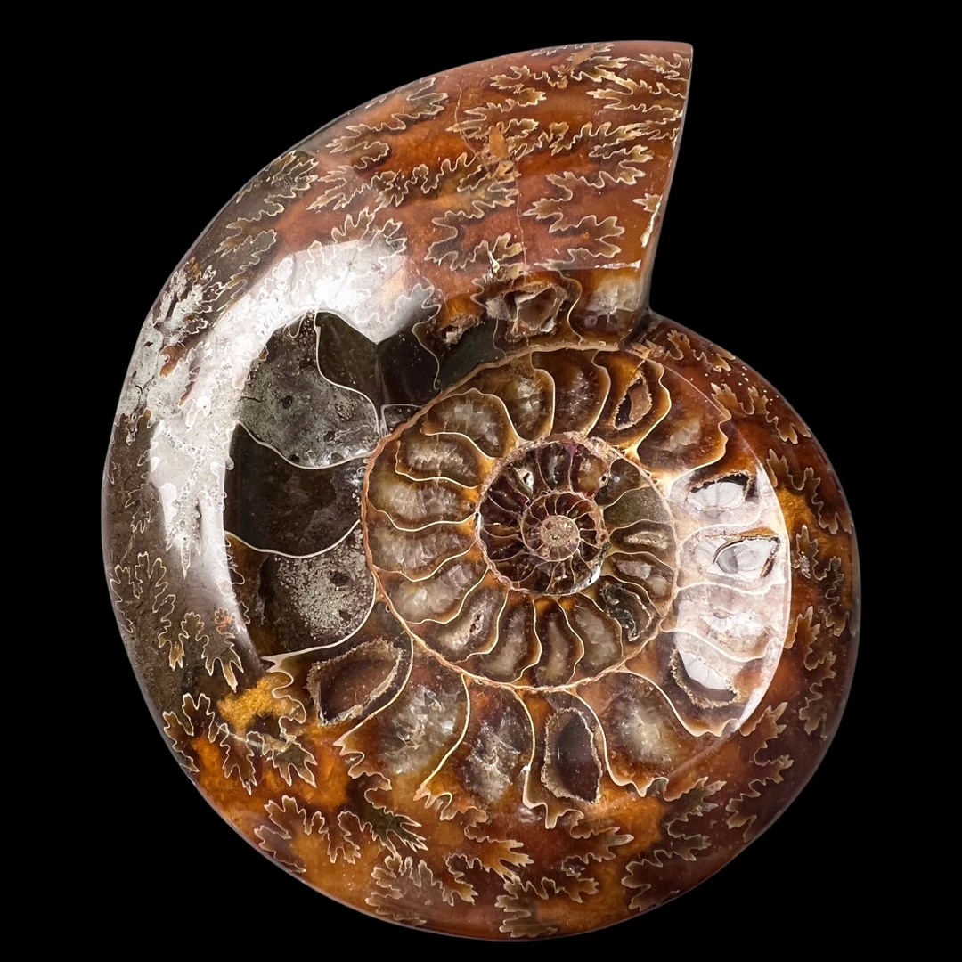 【 叶菊石（ 烟缸 ）】尺寸126.3mm 玉化 马达加斯加YY 古贝壳 J9