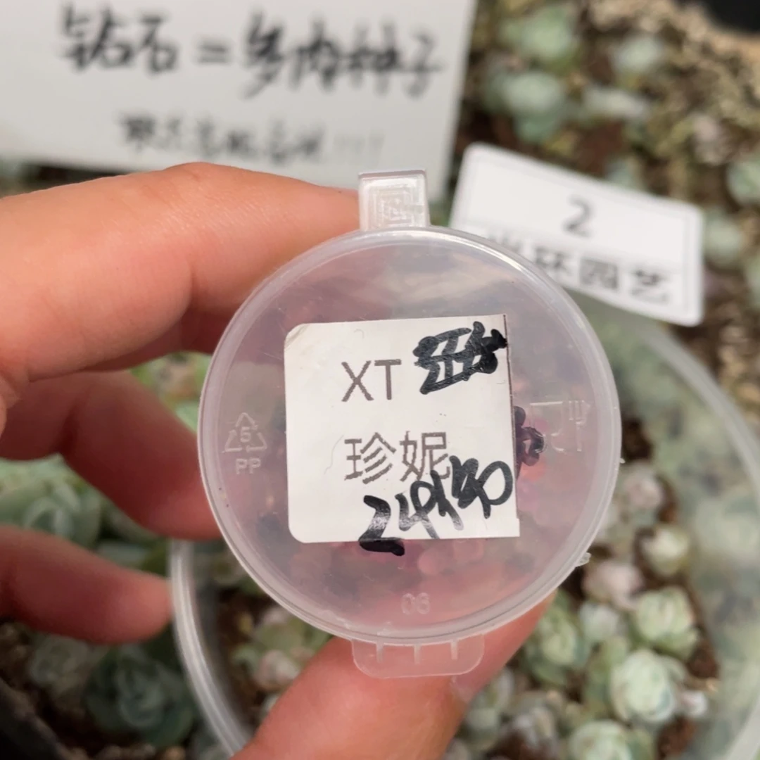 雪兔✖️珍妮20粒，新品