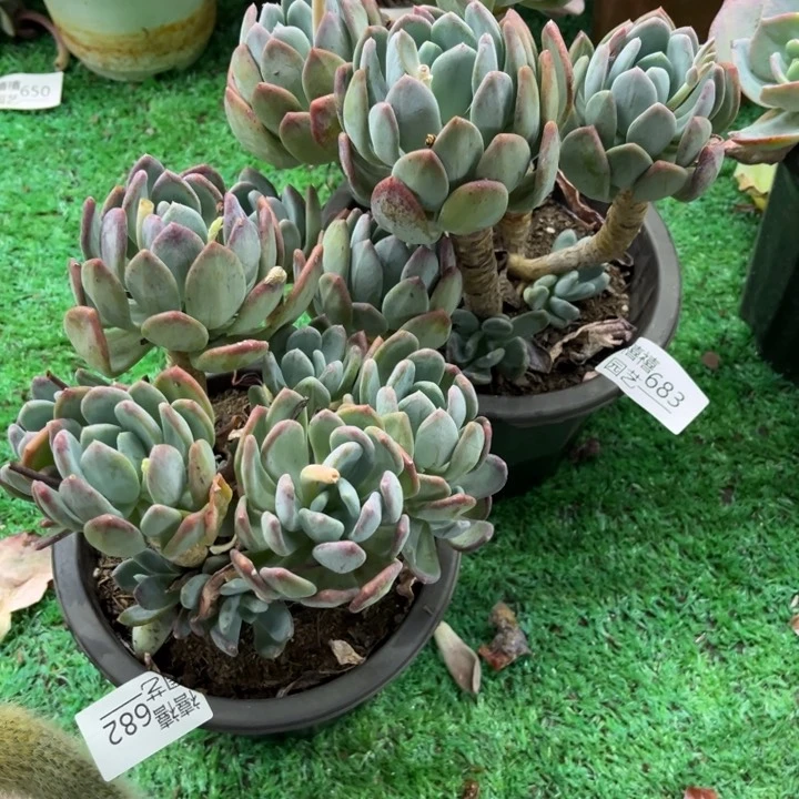 是****呀683-682灰姑娘多肉植物2颗