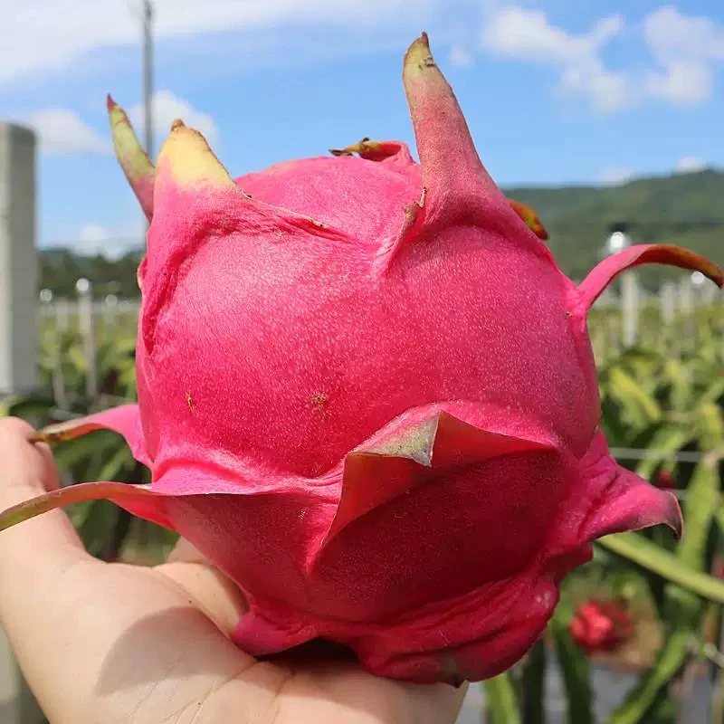 【红心火龙果】红心火龙果新鲜水果顺丰包邮