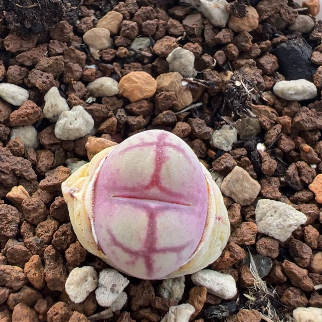 174多肉百科八重亘姬