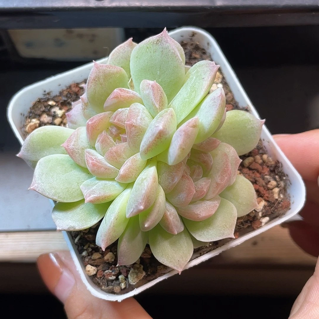 优选梦幻泡影398