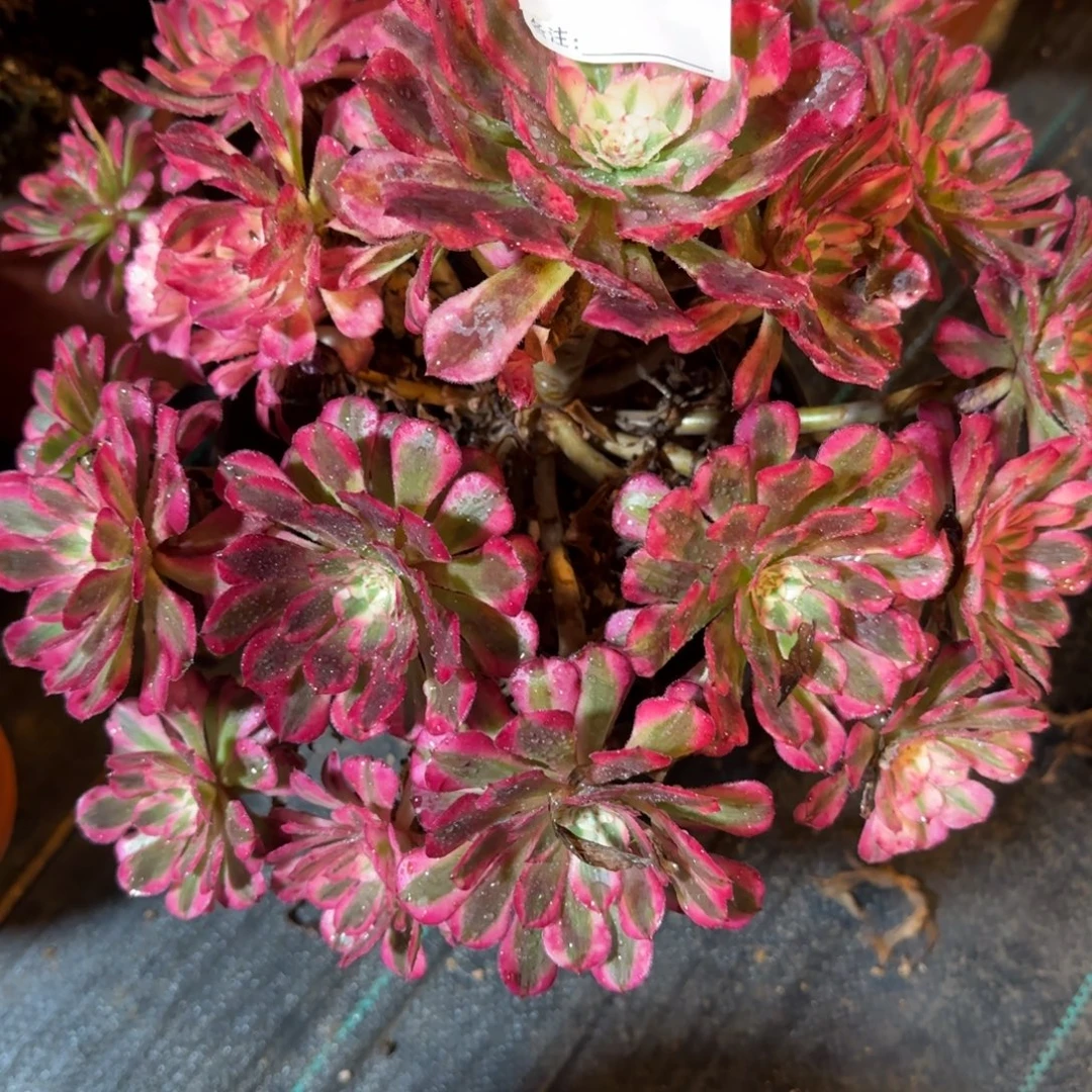 ****亮1817多肉红铜白多肉