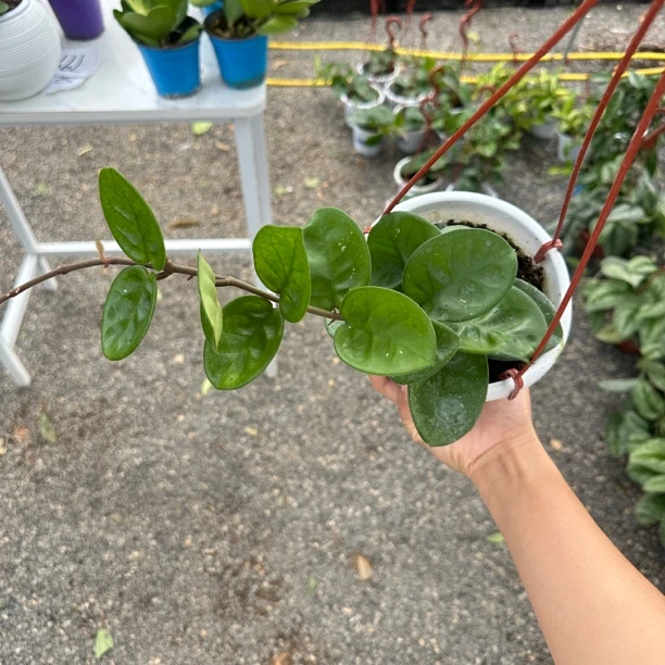 克林顿球兰大花型勤花垂吊爬藤花卉美观易养