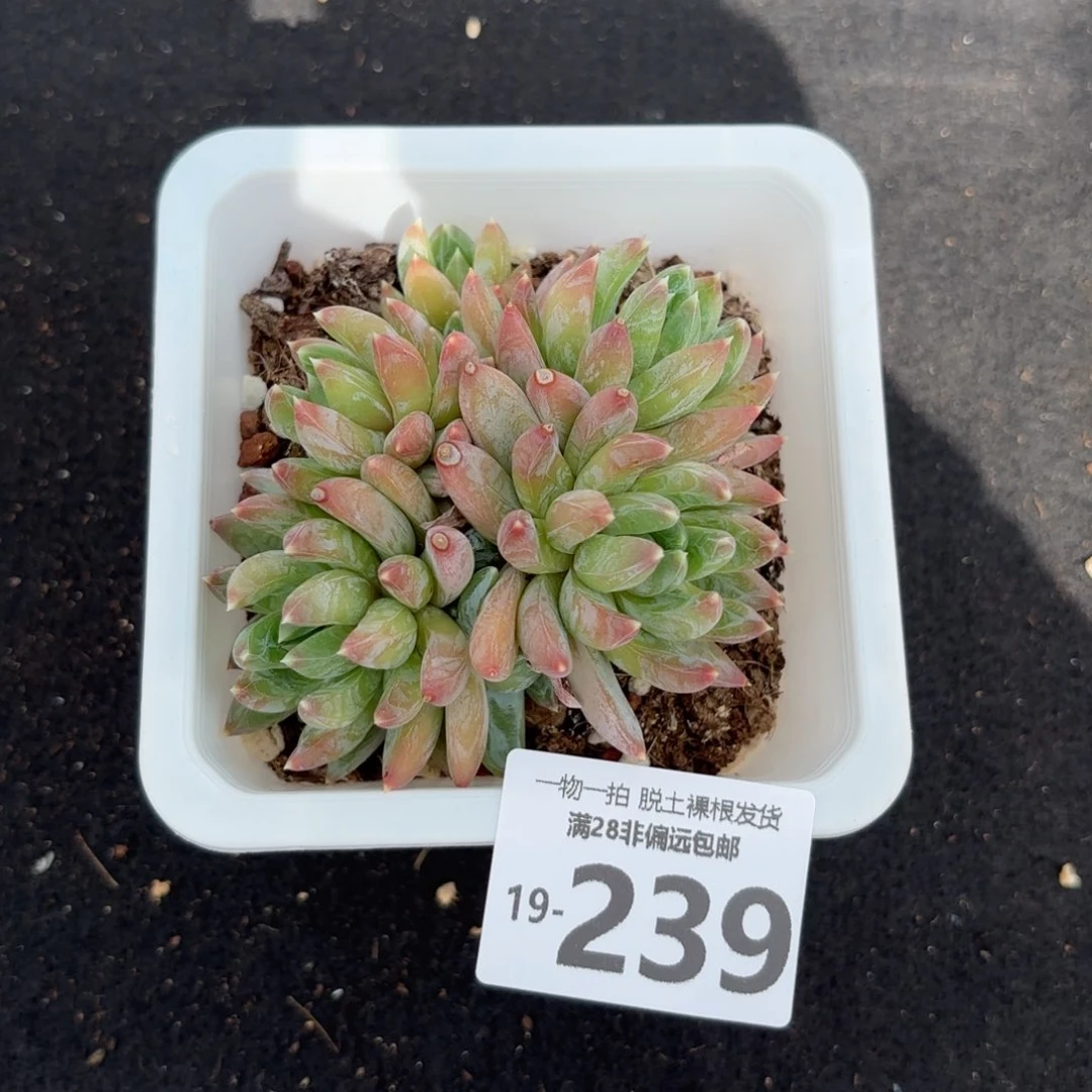 重楼老桩多肉多肉