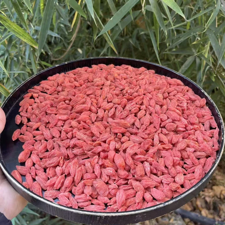 枸杞  云南中越边境收山货