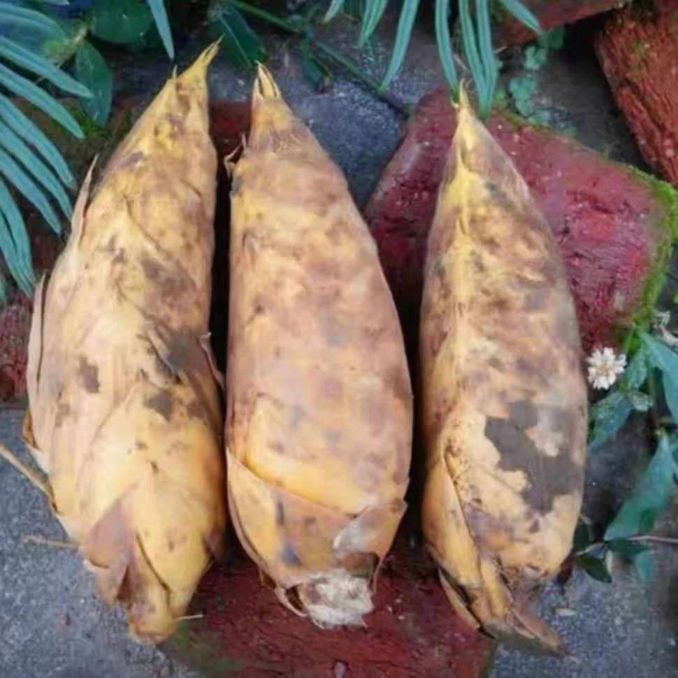 湖南高山鲜冬笋新鲜大竹笋 时令蔬菜春笋农家现挖野生楠竹冬笋