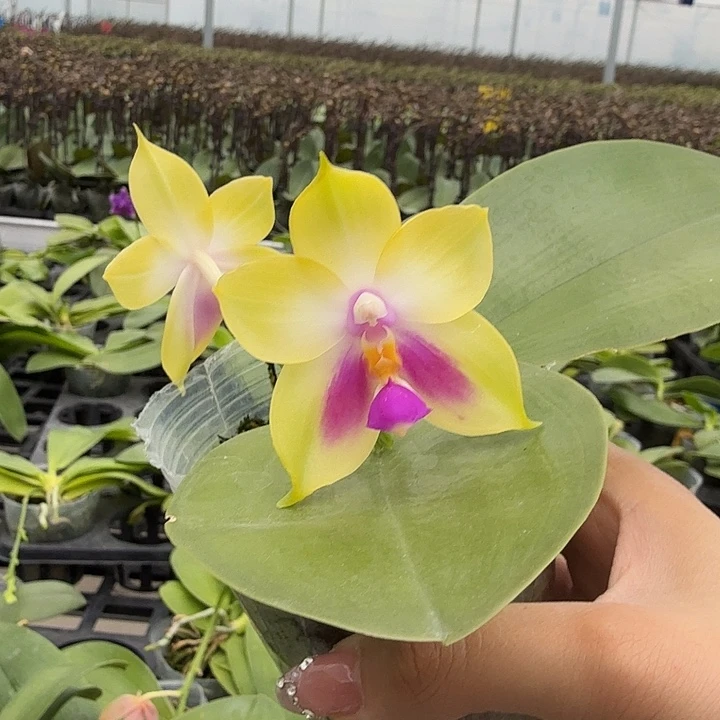 大部分开放少量花苞小可爱