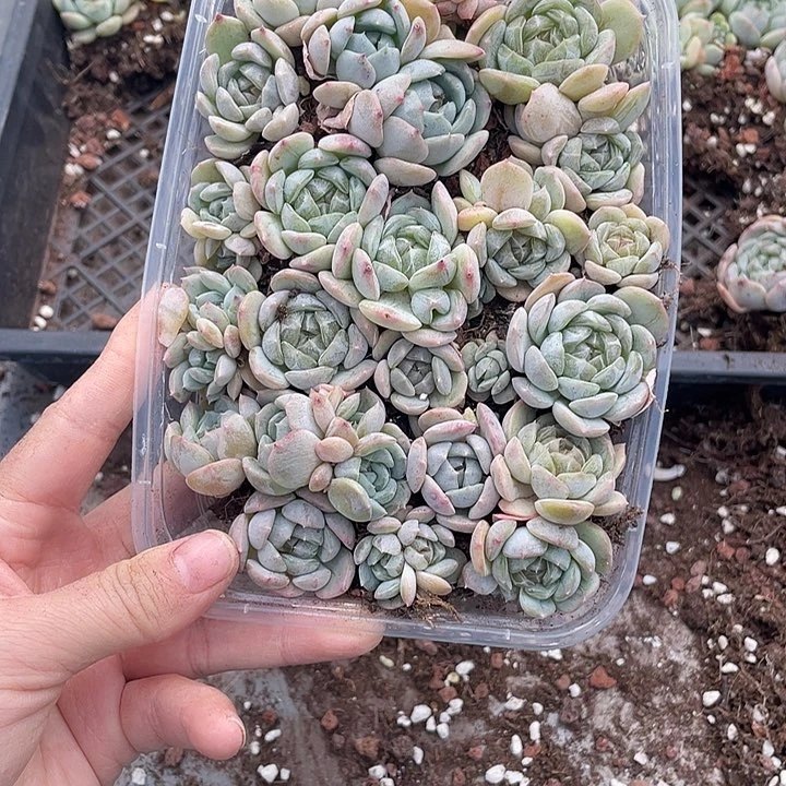 糕大上多肉植物044