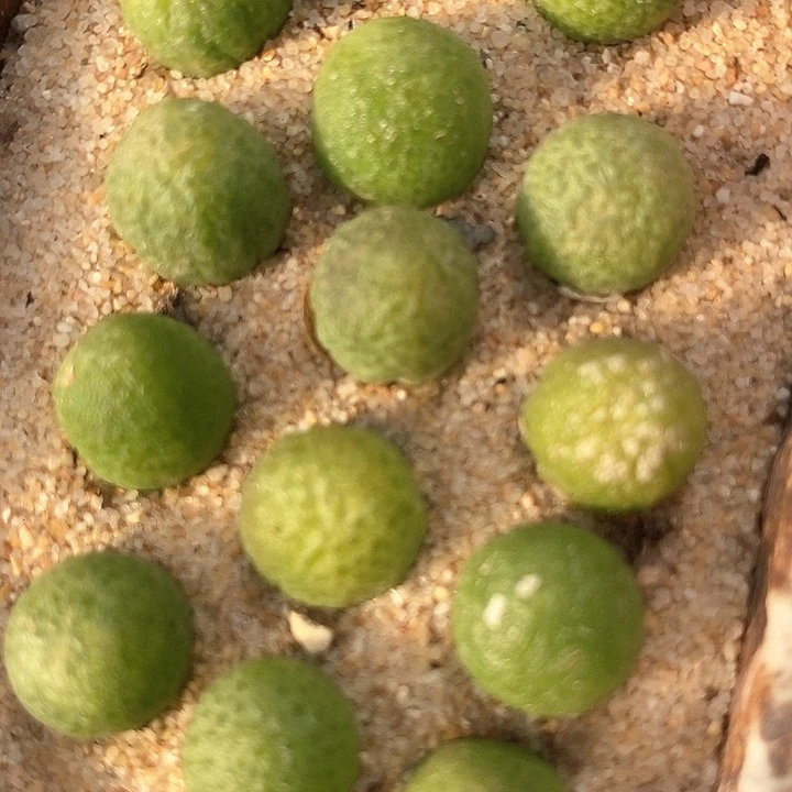 园艺大玉米一颗