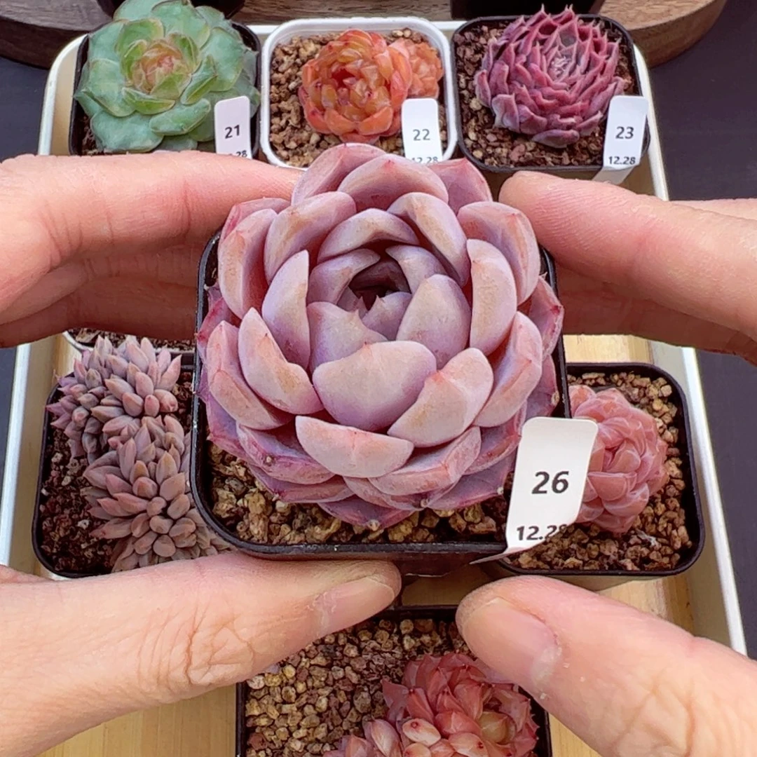 好好看26、哈哈哈哈