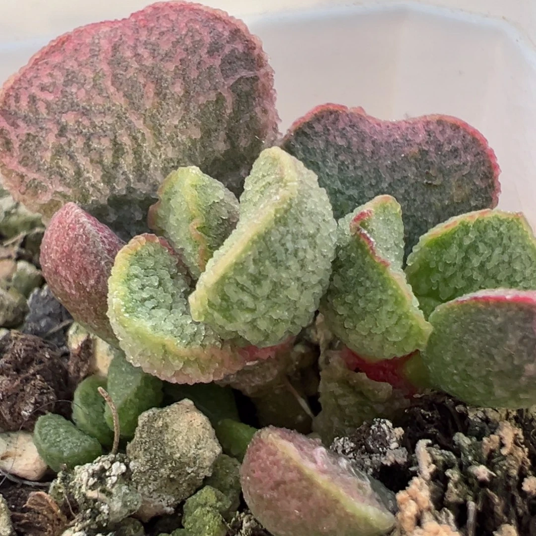实生新品多头纯木质桩多肉植物